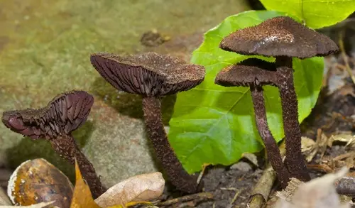 Inocybe tahquamenonensis (Inocybe tahquamenonensis), photo