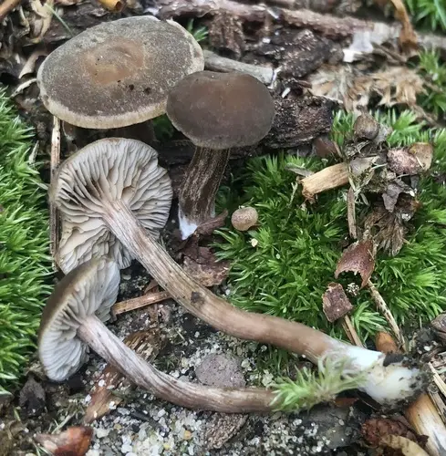Tubaria-Like Fiberhead (Inocybe tubarioides), photo