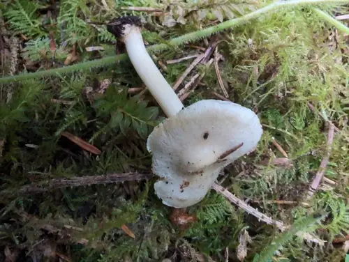 Inocybe umbratica (Inocybe umbratica), photo
