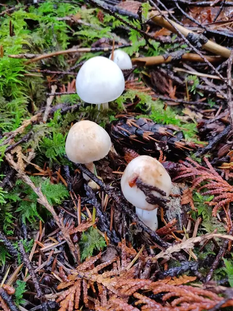 Blushing Fibrecap (Inocybe whitei), photo