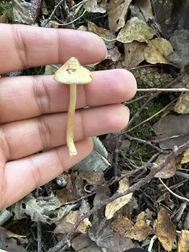 Inocybe xanthomelas (Inocybe xanthomelas), photo