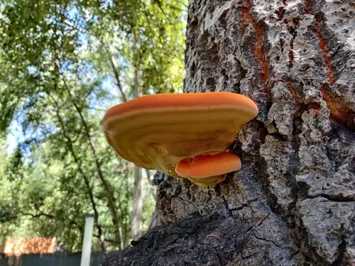 Shaggy Bracket (Inonotus hispidus), photo