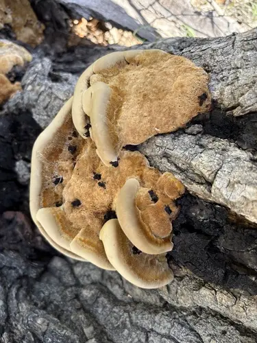Inonotus munzii (Inonotus munzii), photo