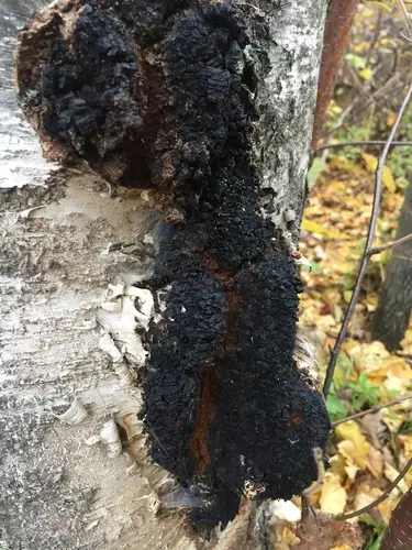 Chaga (Inonotus obliquus), photo