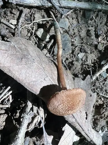 Inosperma mutatum (Inosperma mutatum), photo