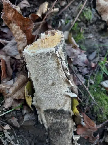 Milk-White Toothed Polypore (Irpex lacteus), photo