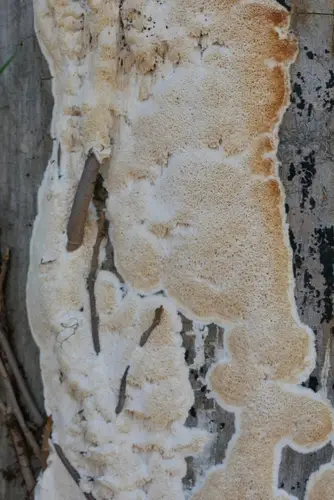 Frothy Porecrust (Irpex latemarginatus), photo