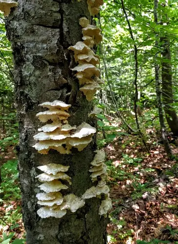 Marshmallow Polypore (Irpiciporus pachyodon), photo