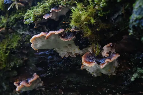Benzoin Bracket (Ischnoderma benzoinum), photo