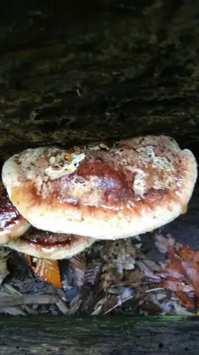 Late Fall Polypore (Ischnoderma resinosum), photo