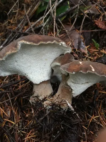 Bitter Iodine Polypore (Jahnoporus hirtus), photo
