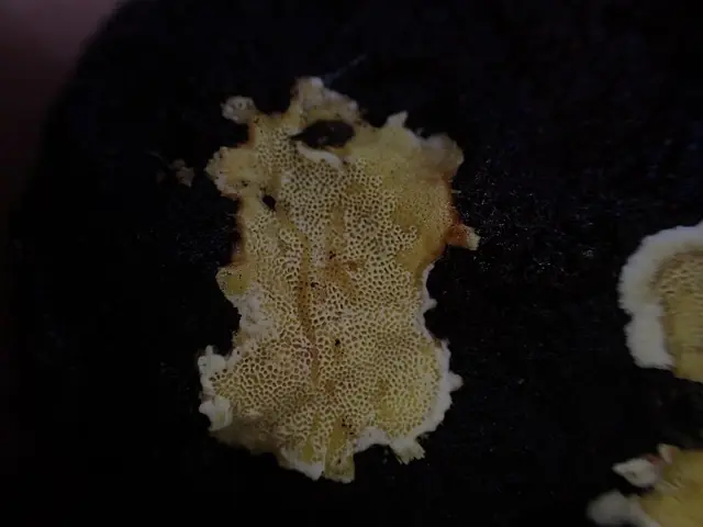 Junghuhnia collabens (Junghuhnia collabens), photo