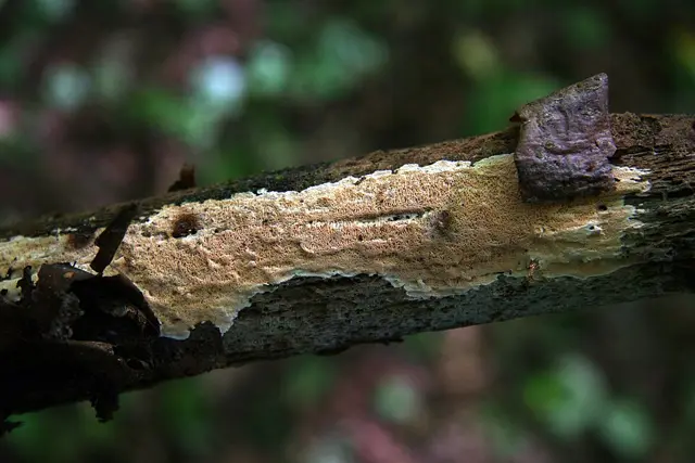 Junghuhnia nitida (Junghuhnia nitida), photo