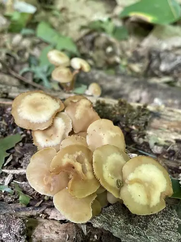Sheathed Woodtuft (Kuehneromyces marginellus), photo
