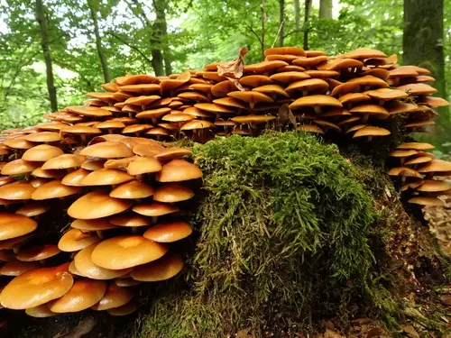 Sheathed Woodtuft (Kuehneromyces mutabilis), photo