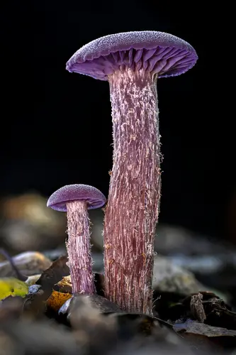 Western Amethyst Laccaria (Laccaria amethysteo-occidentalis), photo