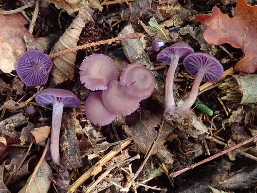 Amethyst Deceiver (Laccaria amethystina), photo