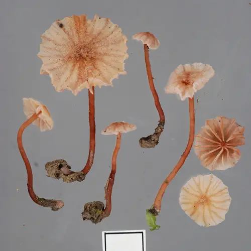 Laccaria glabripes (Laccaria glabripes), photo