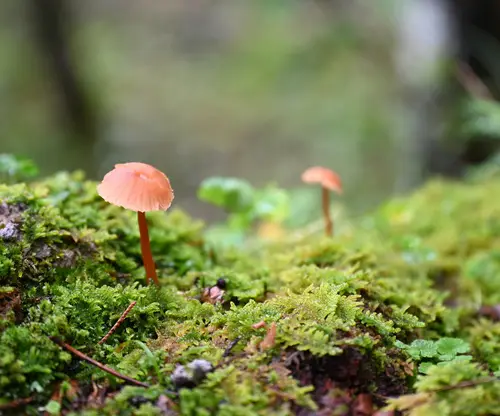 Deceiver (Laccaria laccata), photo