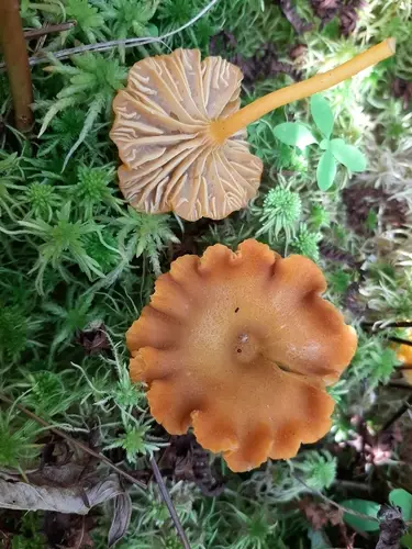 Long-Stemmed Laccaria (Laccaria longipes), photo