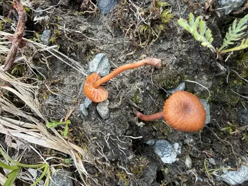 Mountain Deceiver (Laccaria montana), photo