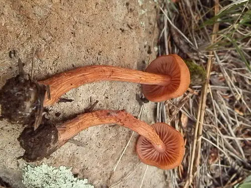 Laccaria nobilis (Laccaria nobilis), photo