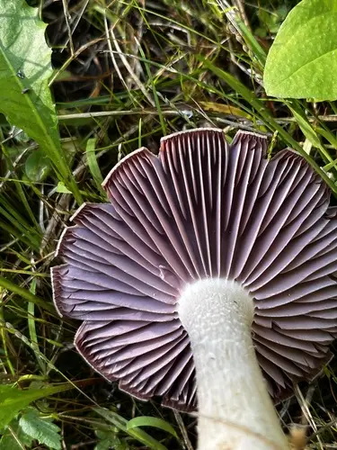 Purple-And-White Deceiver (Laccaria ochropurpurea), photo