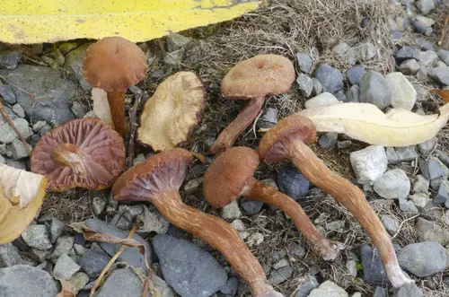 Willow Deceiver (Laccaria pumila), photo