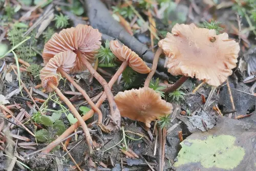 Laccaria striatula (Laccaria striatula), photo