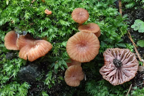 Twisted Deceiver (Laccaria tortilis), photo