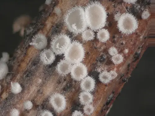 Lachnella villosa (Lachnella villosa), photo