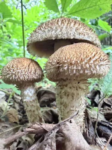 Lacrymaria echiniceps (Lacrymaria echiniceps), photo