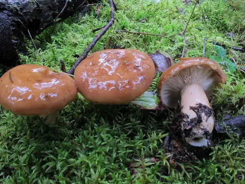 Related Milky (Lactarius affinis), photo