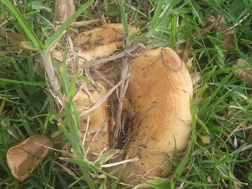 Golden Milk Cap (Lactarius alnicola), photo