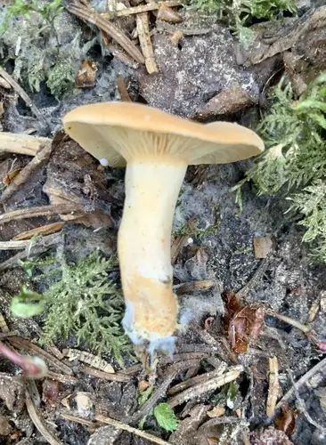 Lactarius alpinus (Lactarius alpinus), photo