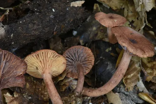 Lactarius areolatus (Lactarius areolatus), photo