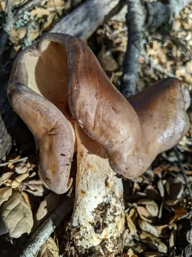 Clay-Gilled Milkcap (Lactarius argillaceifolius), photo