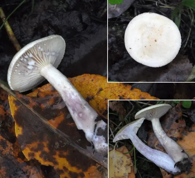 Willow Milkcap (Lactarius aspideus), photo