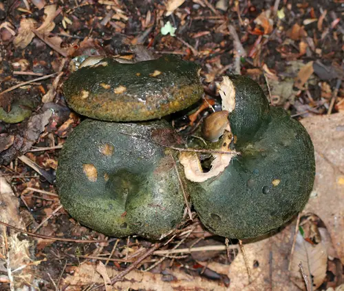 Dark-Spotted Milkcap (Lactarius atroviridis), photo