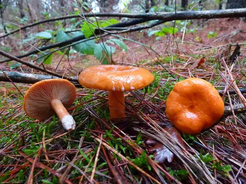 Orange Milkcap (Lactarius aurantiacus), photo