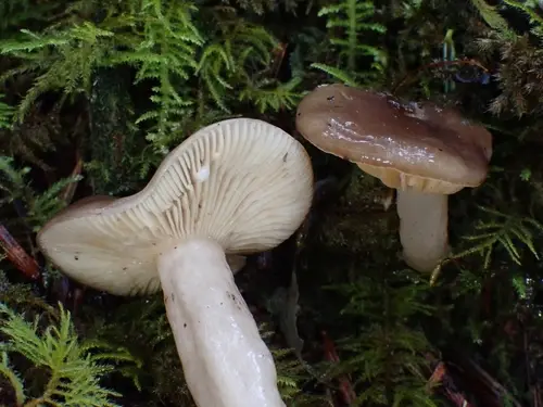 Lactarius caespitosus (Lactarius caespitosus), photo