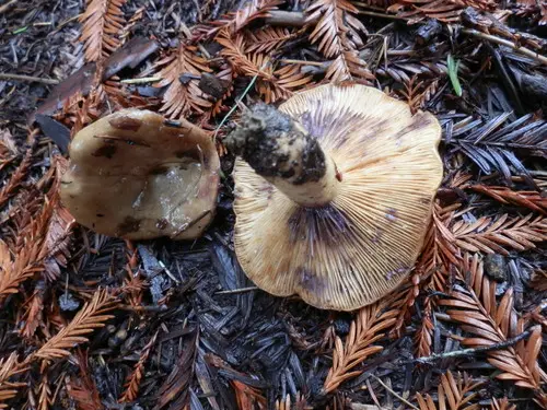 Purple-Staining California Milk Cap (Lactarius californiensis), photo