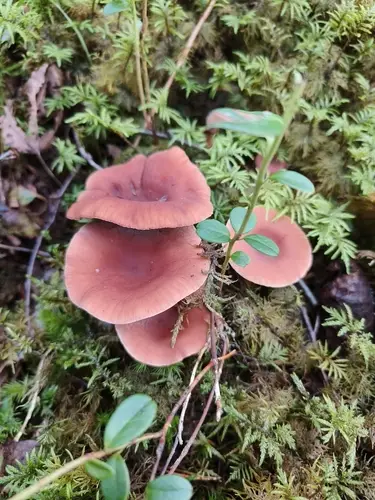 Candy Cap (Lactarius camphoratus), photo