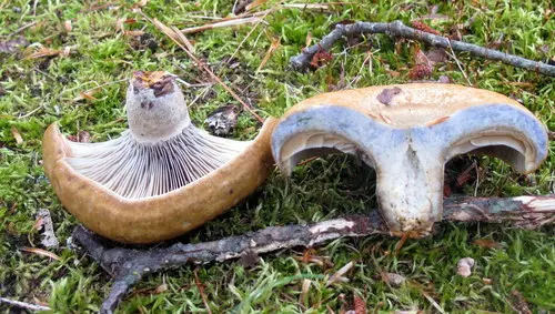 Celandine Milkcap (Lactarius chelidonium), photo