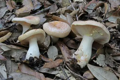 Yellowdrop Milkcap (Lactarius chrysorrheus), photo