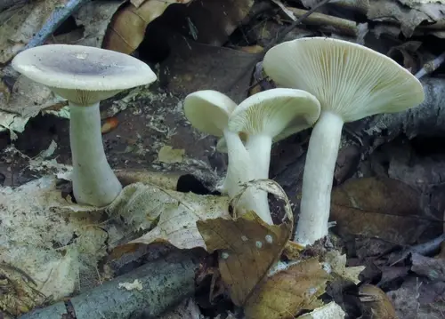 Lactarius cinereus (Lactarius cinereus), photo