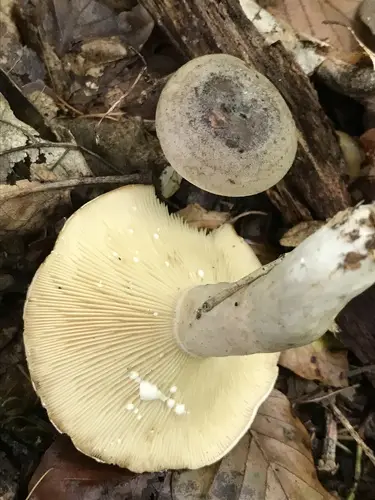 Circled Milkcap (Lactarius circellatus), photo