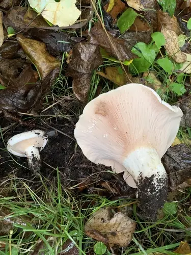 Blushing Milkcap (Lactarius controversus), photo