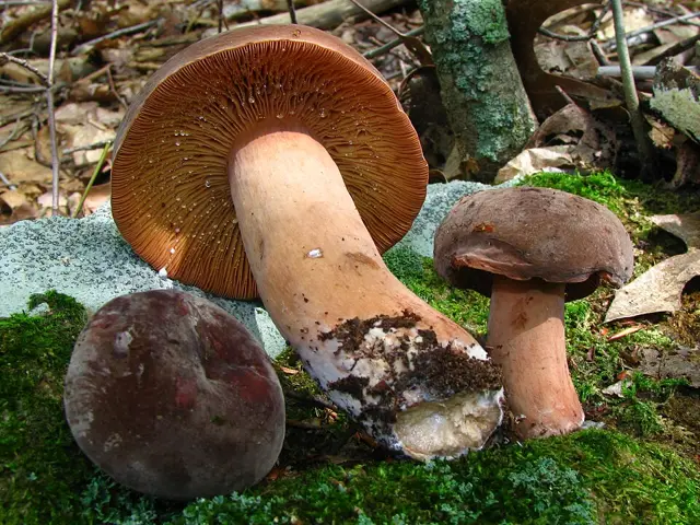 Corrugated-Cap Milky (Lactarius corrugis), photo