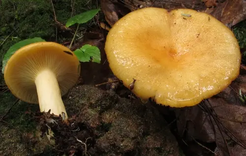 Lactarius croceus (Lactarius croceus), photo